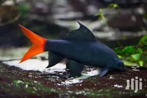 Red Tail Shark