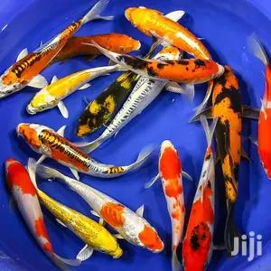 Koi Fishes