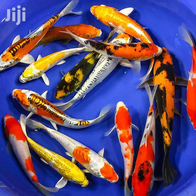 Koi Fishes