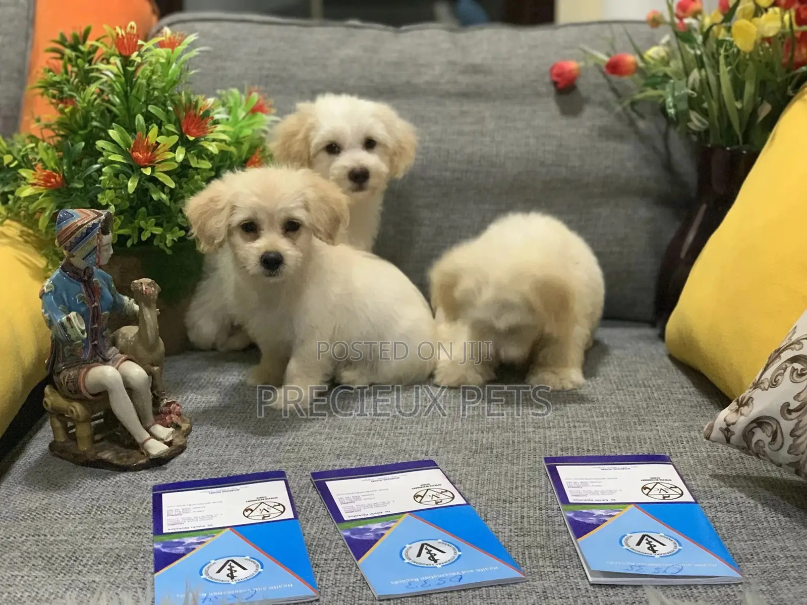 1-3 Month Female Mixed Breed Maltipoo