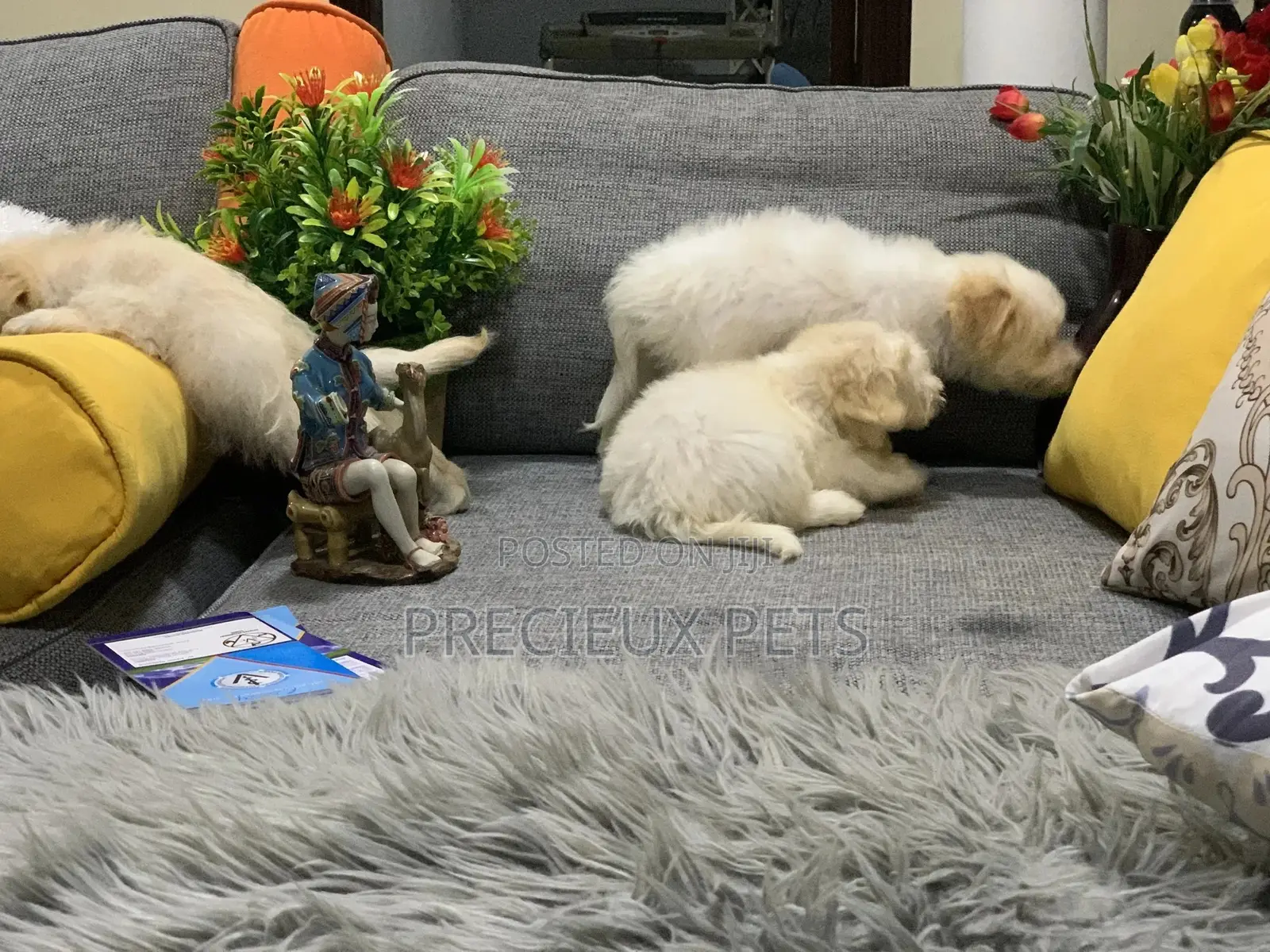 1-3 Month Female Mixed Breed Maltipoo