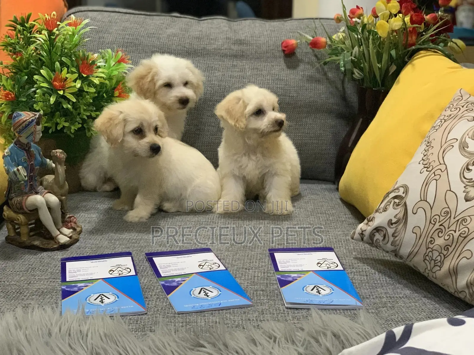 1-3 Month Female Mixed Breed Maltipoo
