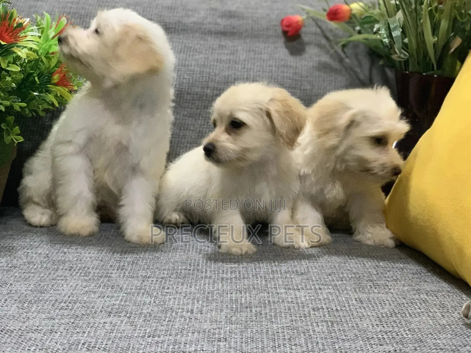 1-3 Month Female Mixed Breed Maltipoo