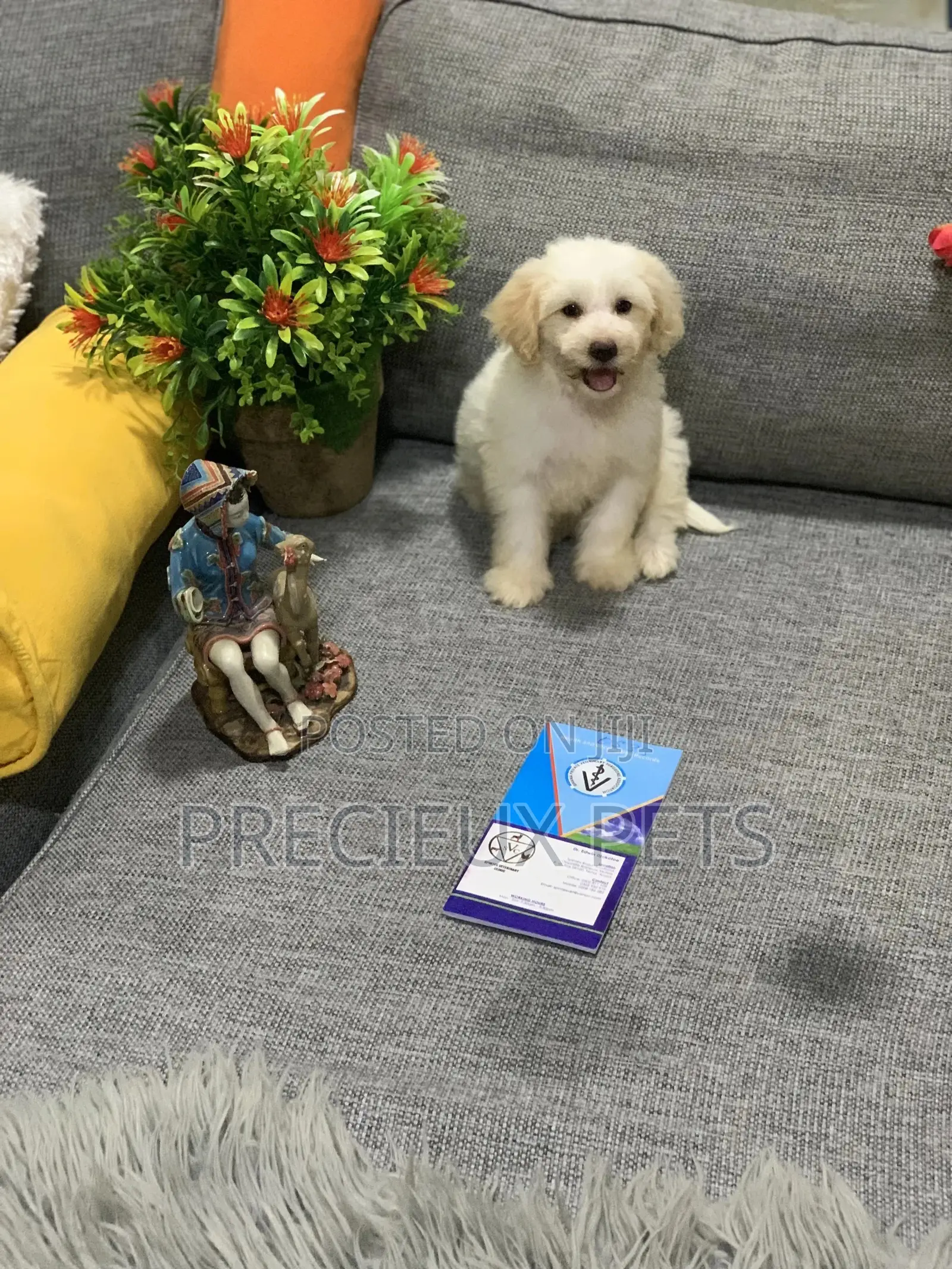 1-3 Month Female Mixed Breed Maltipoo