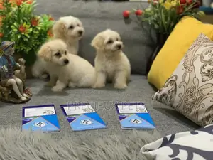 1-3 Month Female Mixed Breed Maltipoo