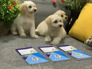 1-3 Month Female Mixed Breed Maltipoo