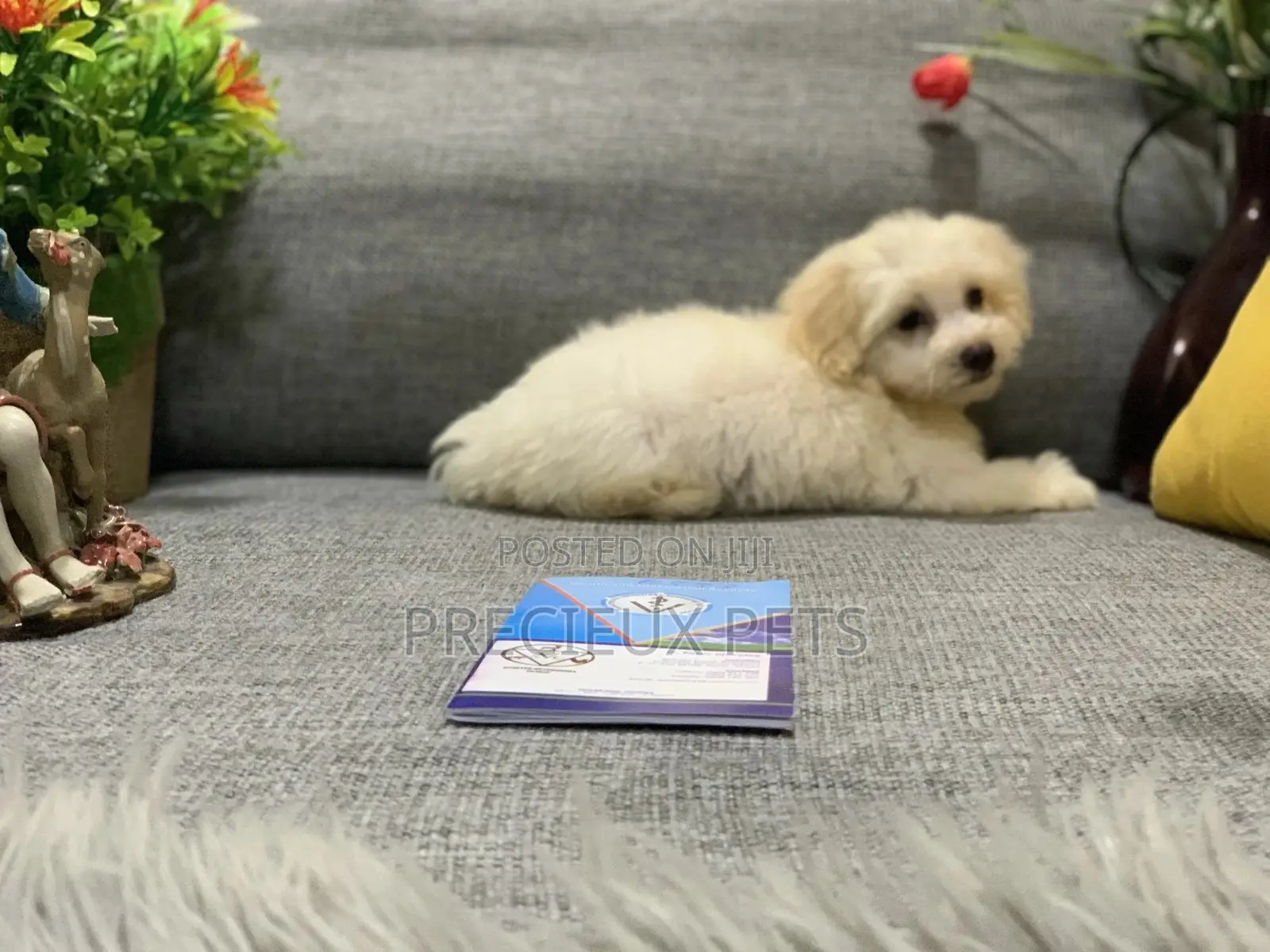 1-3 Month Female Mixed Breed Maltipoo