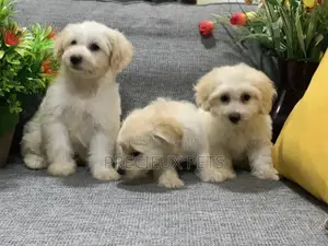 1-3 Month Female Mixed Breed Maltipoo