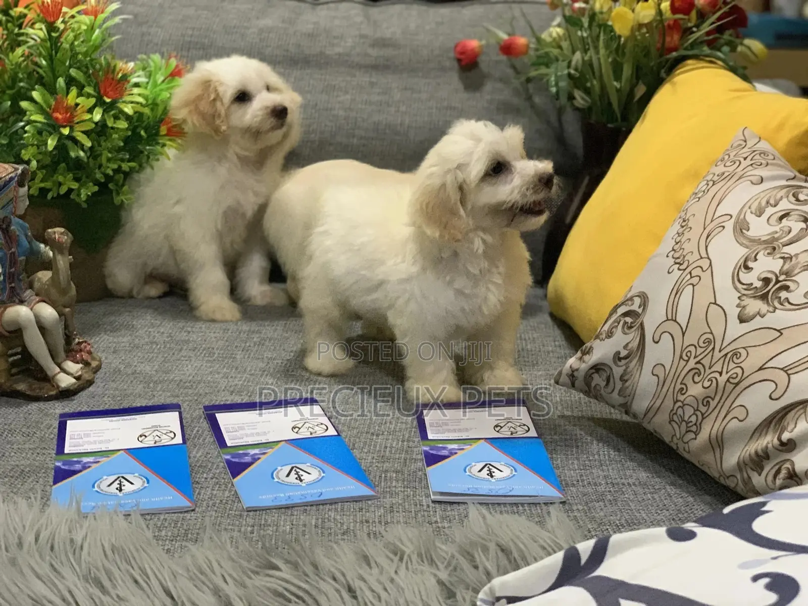 1-3 Month Female Mixed Breed Maltipoo