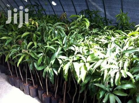 Quality Certified Grafted Mango(Keitt,Kent, Jafina)And Other Seedlings