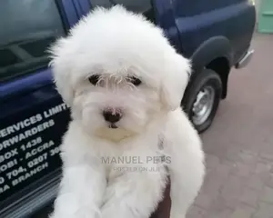 1-3 Month Male Mixed Breed Poodle