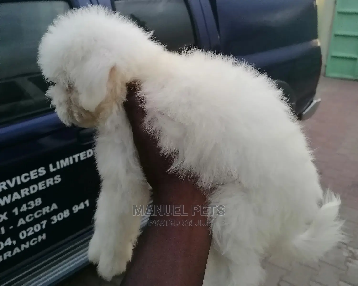 1-3 Month Male Mixed Breed Poodle