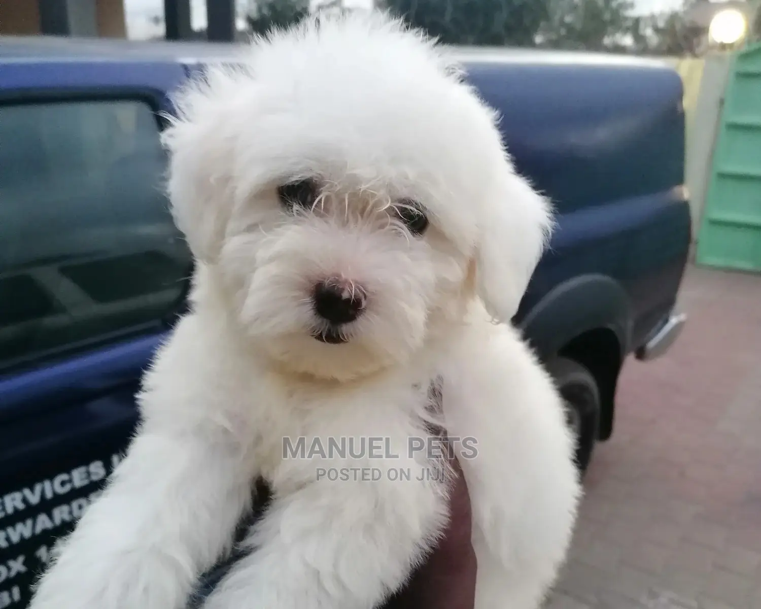 1-3 Month Male Mixed Breed Poodle
