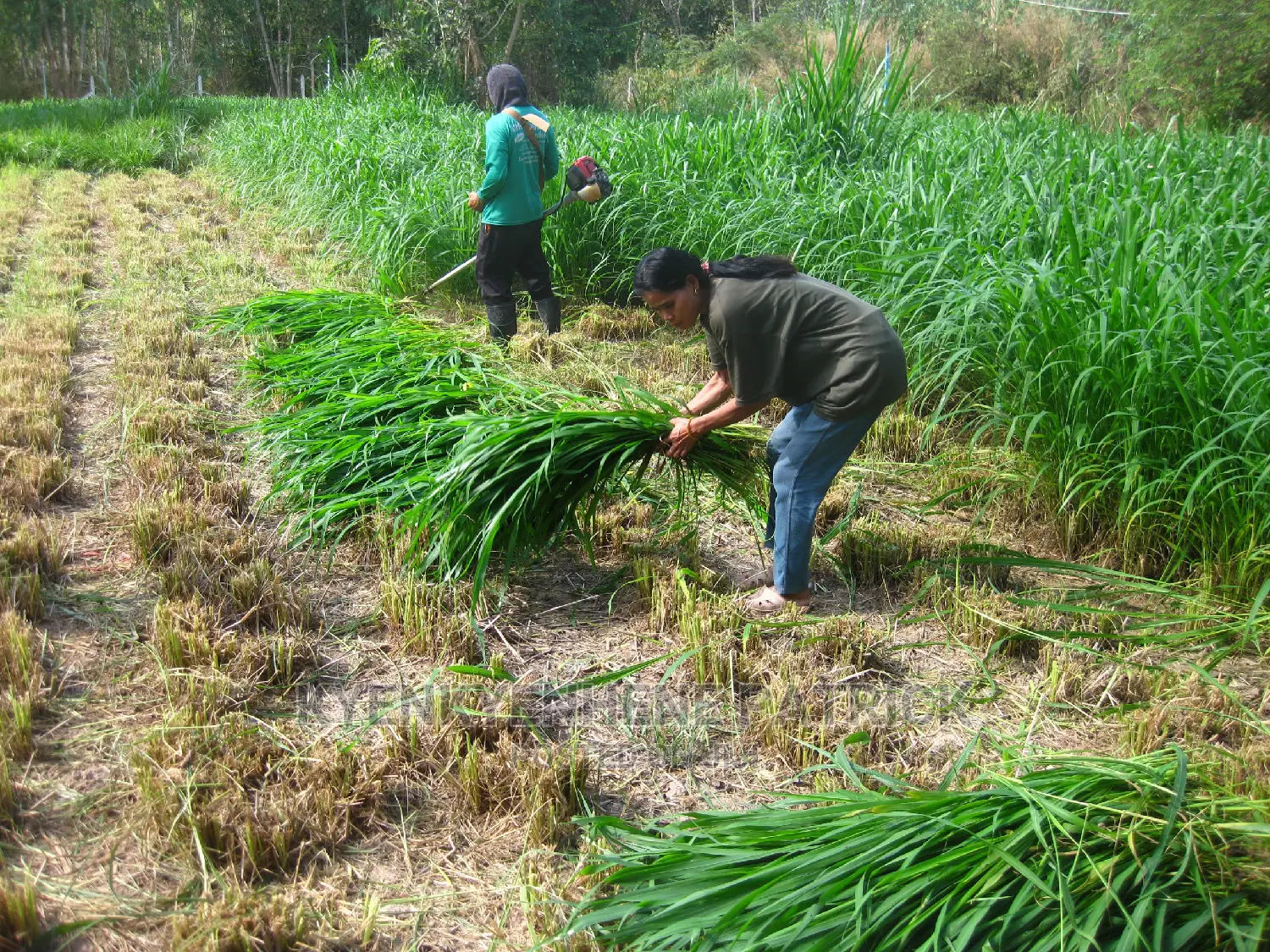 Formulated Grass Pellets for Rabbits and Others