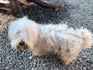 Pet Grooming Service
