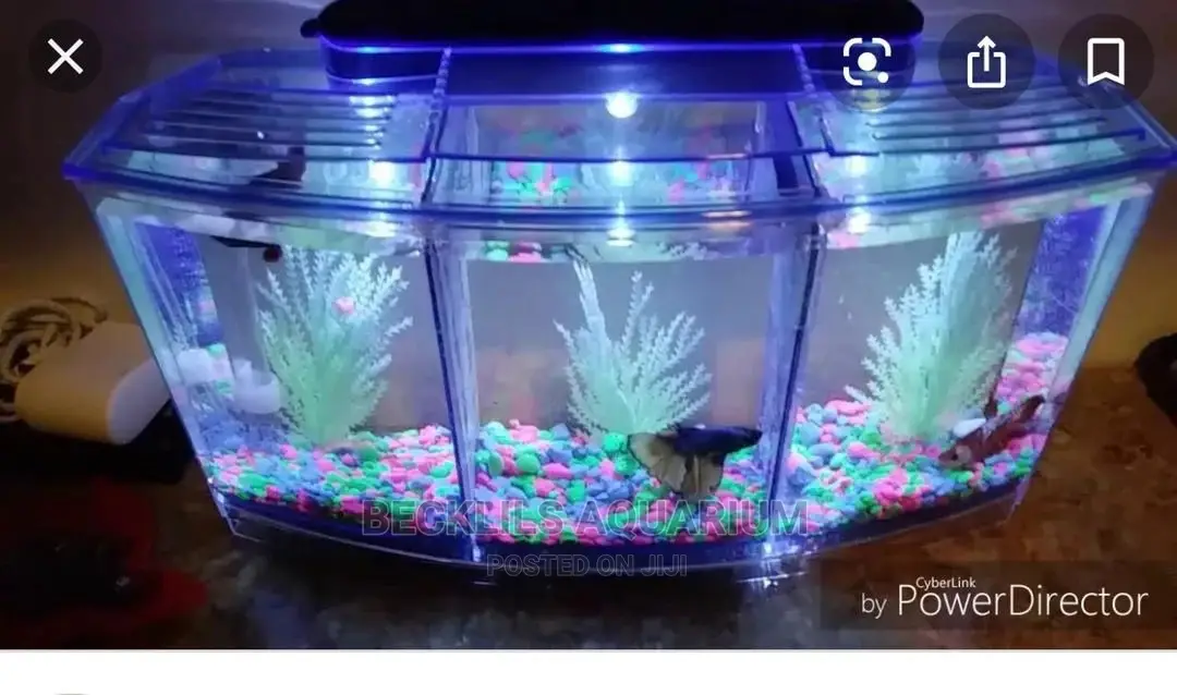 Mini 3 in 1 Aquarium Tank