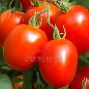 Tomato Seeds