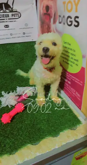 6-12 Months Male Purebred Poodle