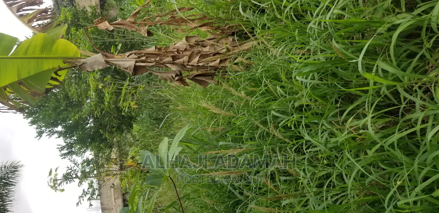 Plot for Sale at Darko New Site in Kumasi