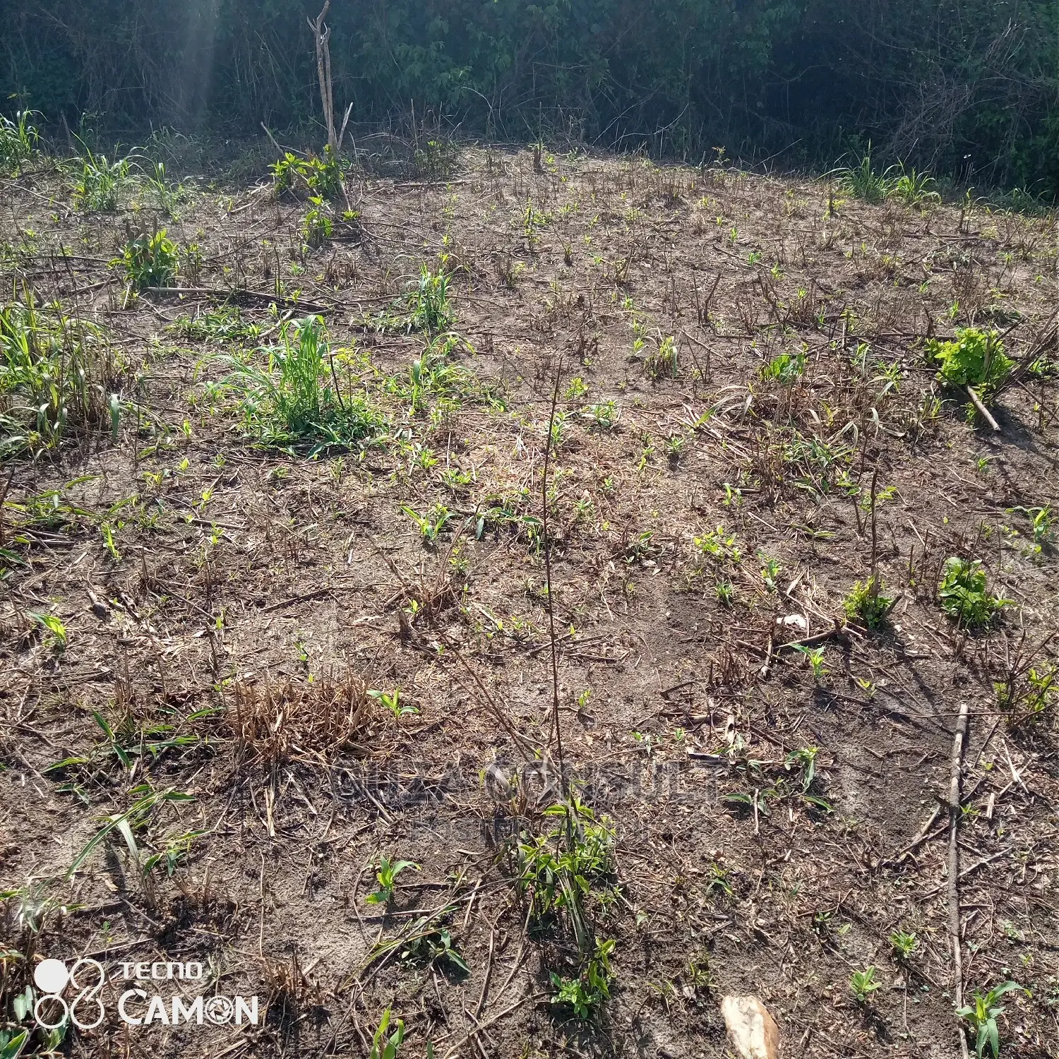 Vast Land For Sale in Kwahu Afram Plains North Land & Plots for Sale