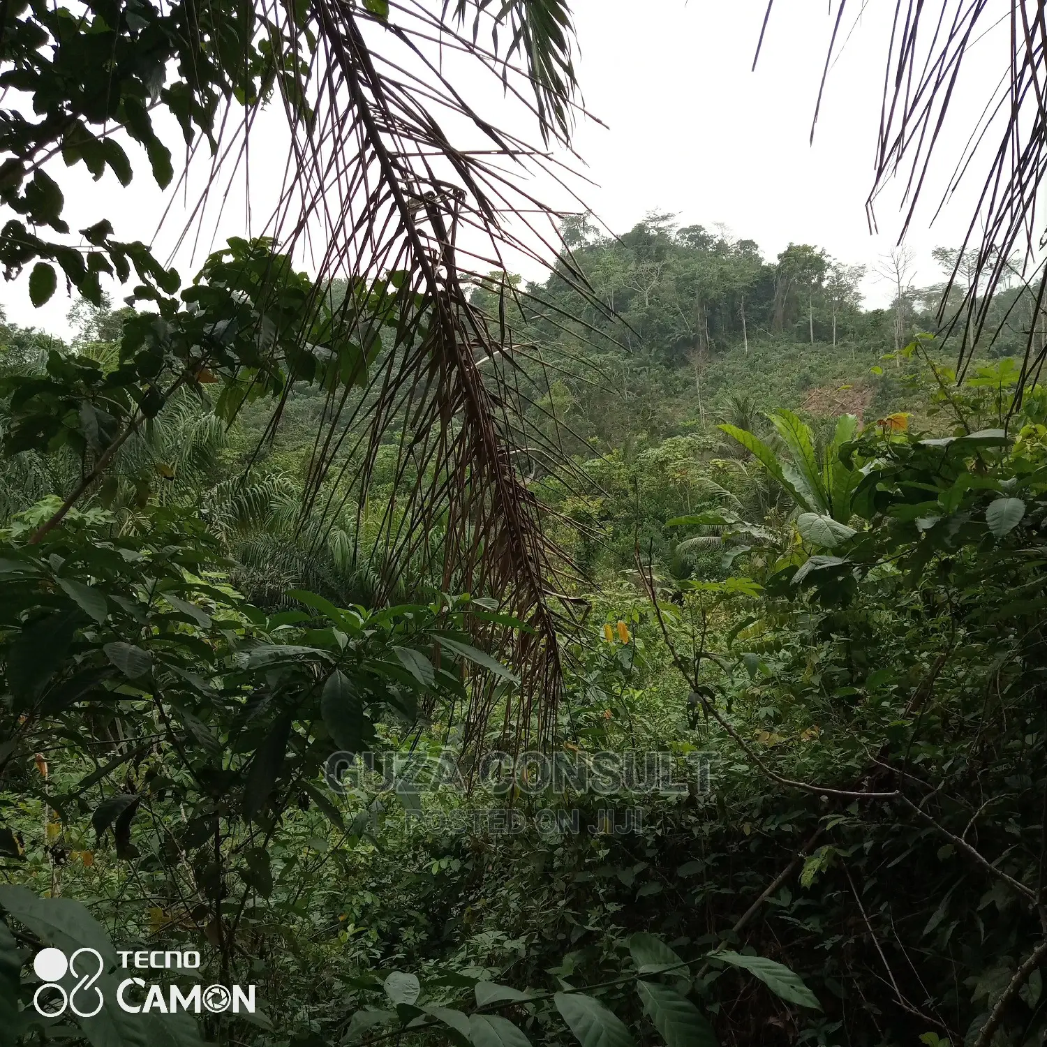 Vast Land For Sale in Kwahu Afram Plains North Land & Plots for Sale