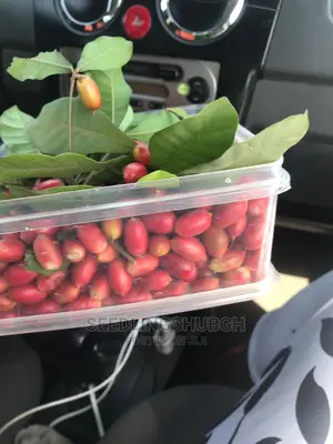 Miracle Berry Seedlings