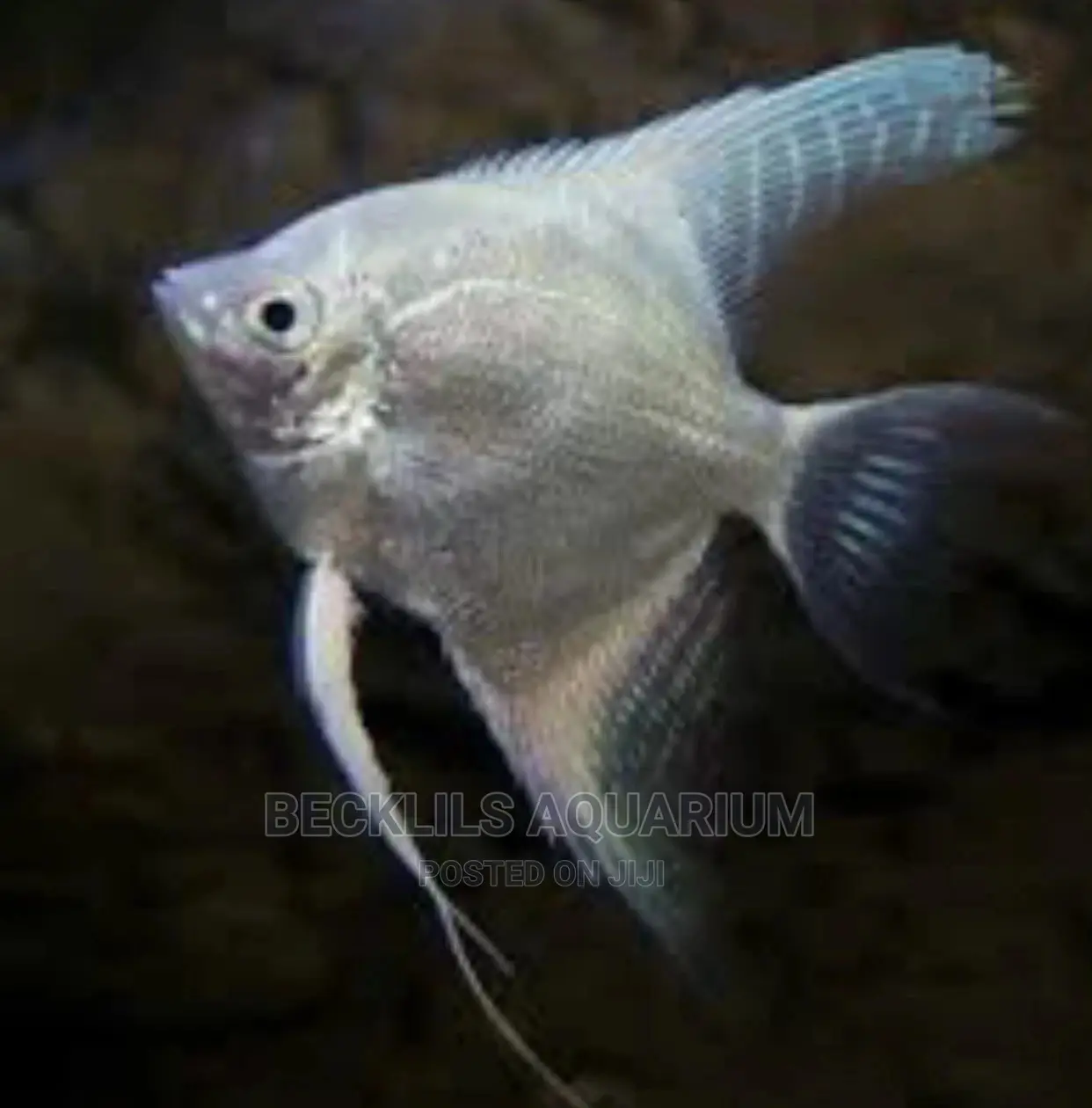 Angel Fishes