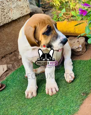 1-3 Month Male Purebred Boerboel