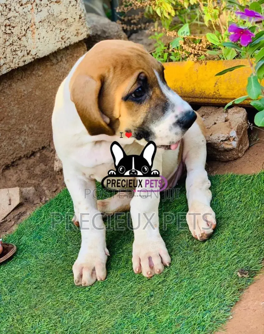 1-3 Month Male Purebred Boerboel