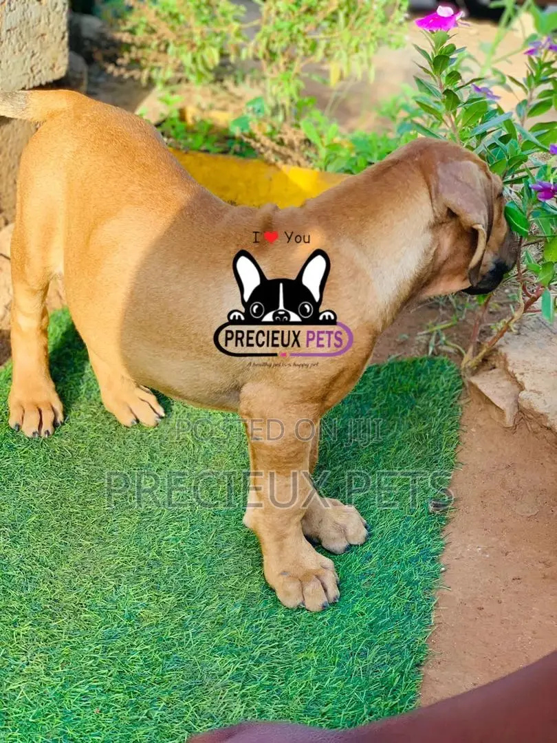 1-3 Month Male Purebred Boerboel
