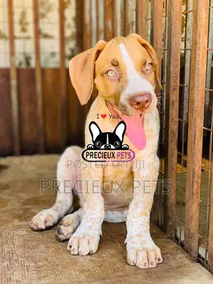 1-3 Month Male Purebred Boerboel