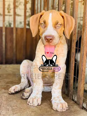 1-3 Month Male Purebred Boerboel