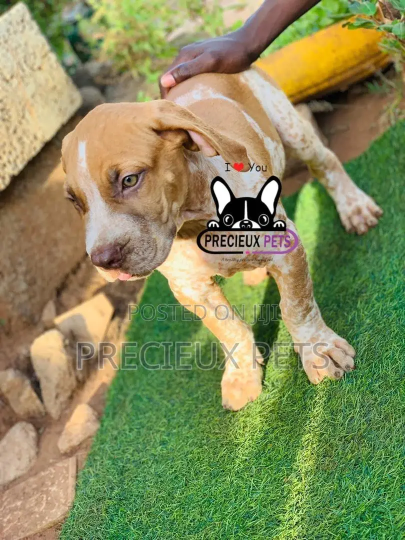 1-3 Month Male Purebred Boerboel