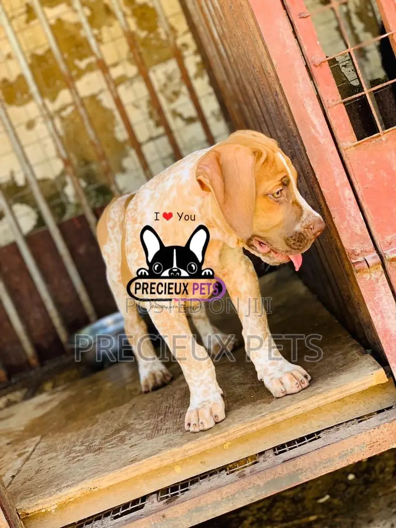 1-3 Month Male Purebred Boerboel