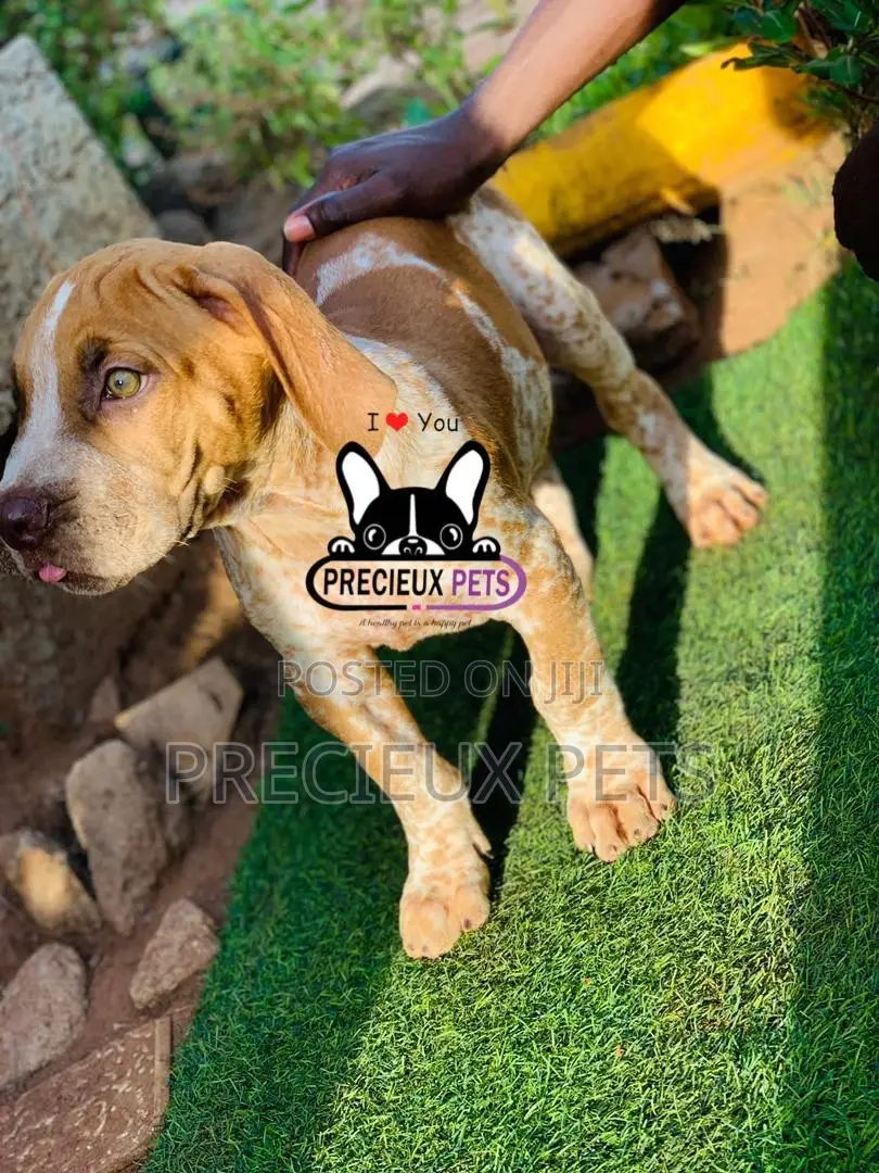 1-3 Month Male Purebred Boerboel