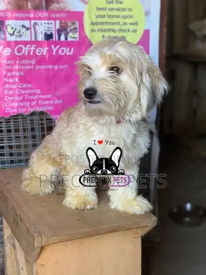 Havanese for Stud Services