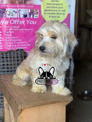 Havanese for Stud Services