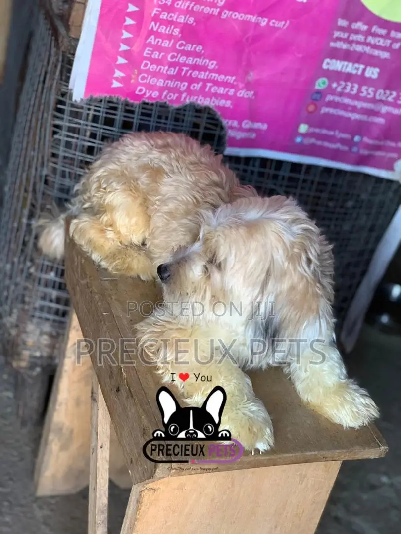 Havanese for Stud Services
