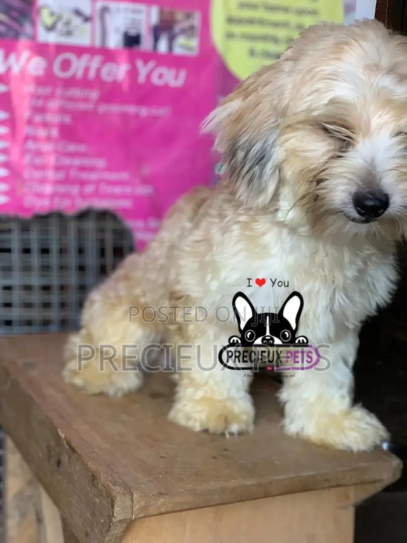 Havanese for Stud Services