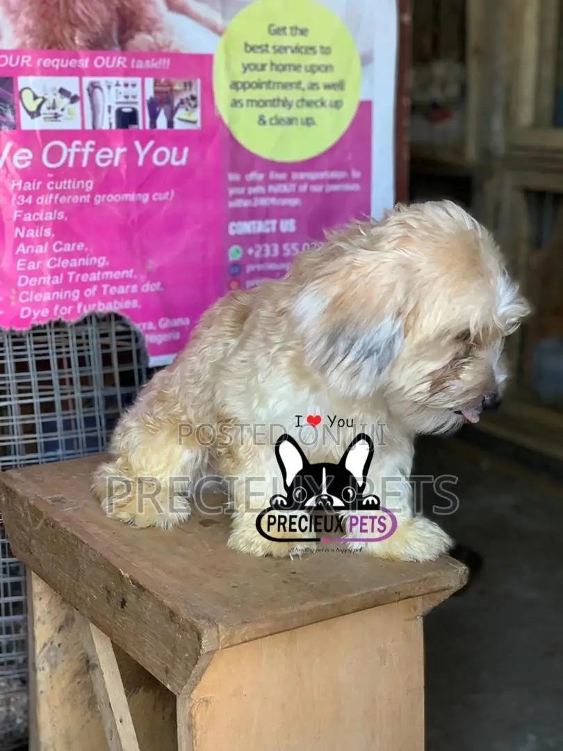 Havanese for Stud Services