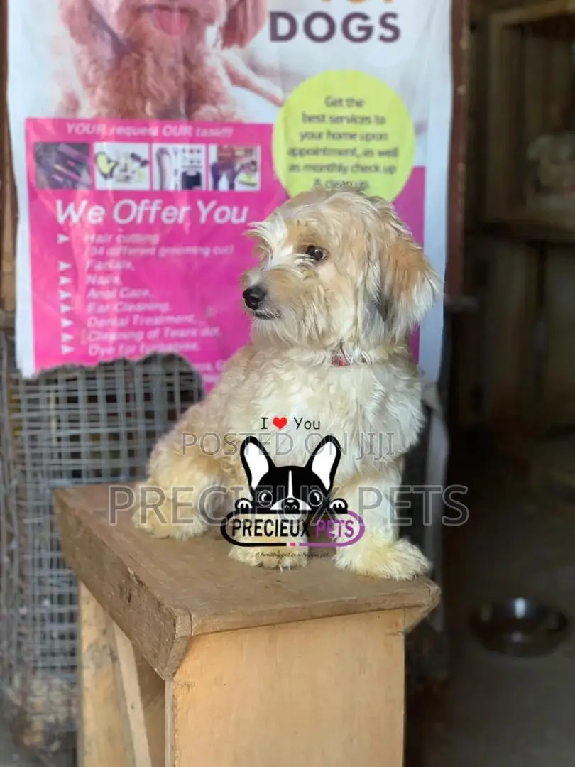 Havanese for Stud Services