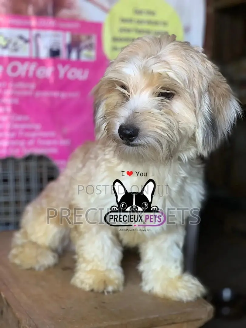 Havanese for Stud Services