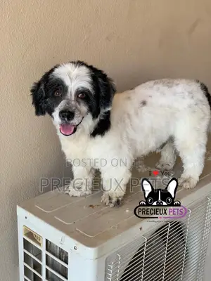Grooming Service at Home