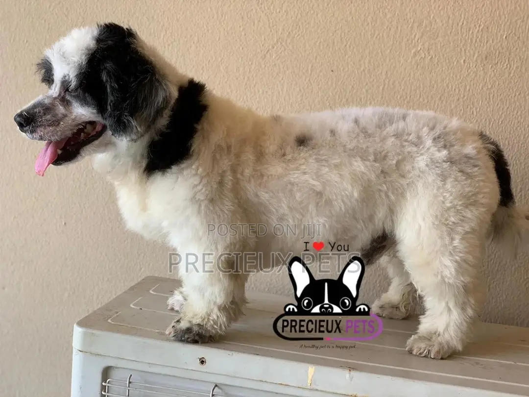 Grooming Service at Home
