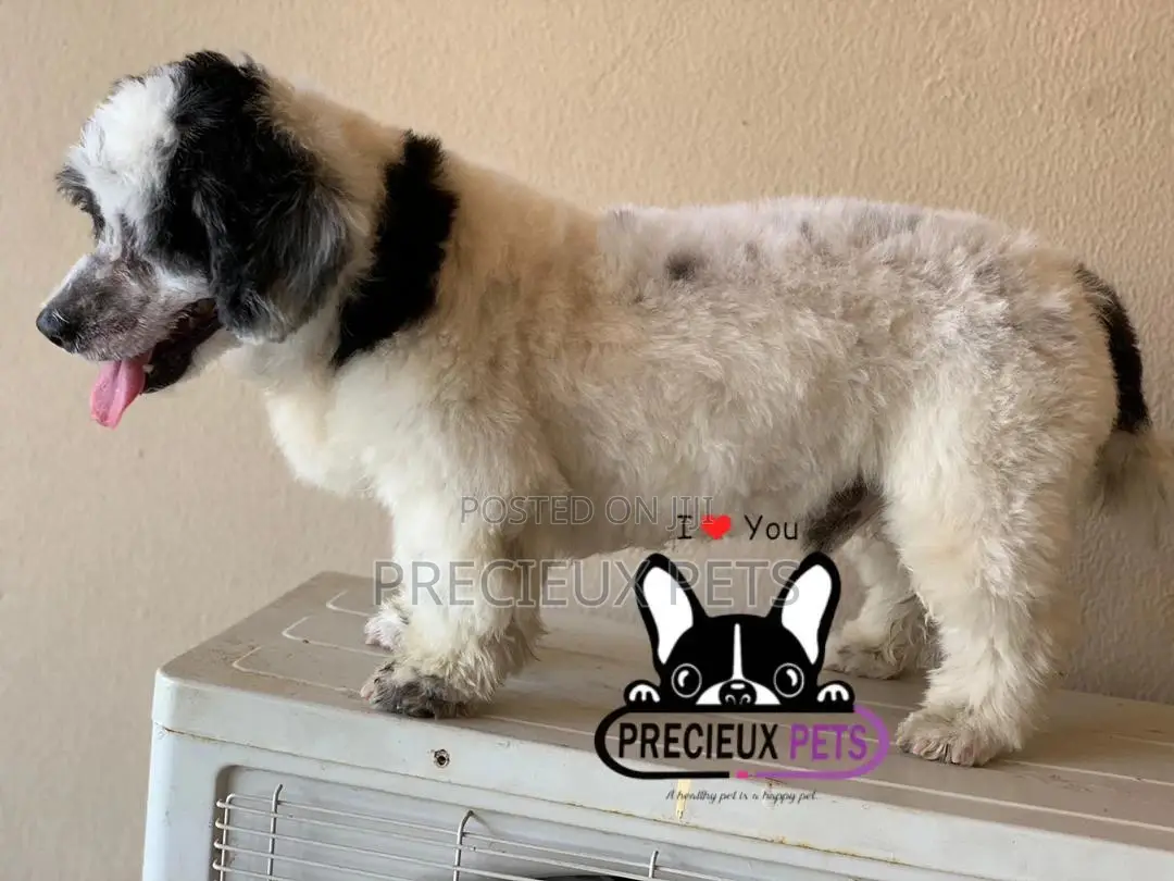 Grooming Service at Home