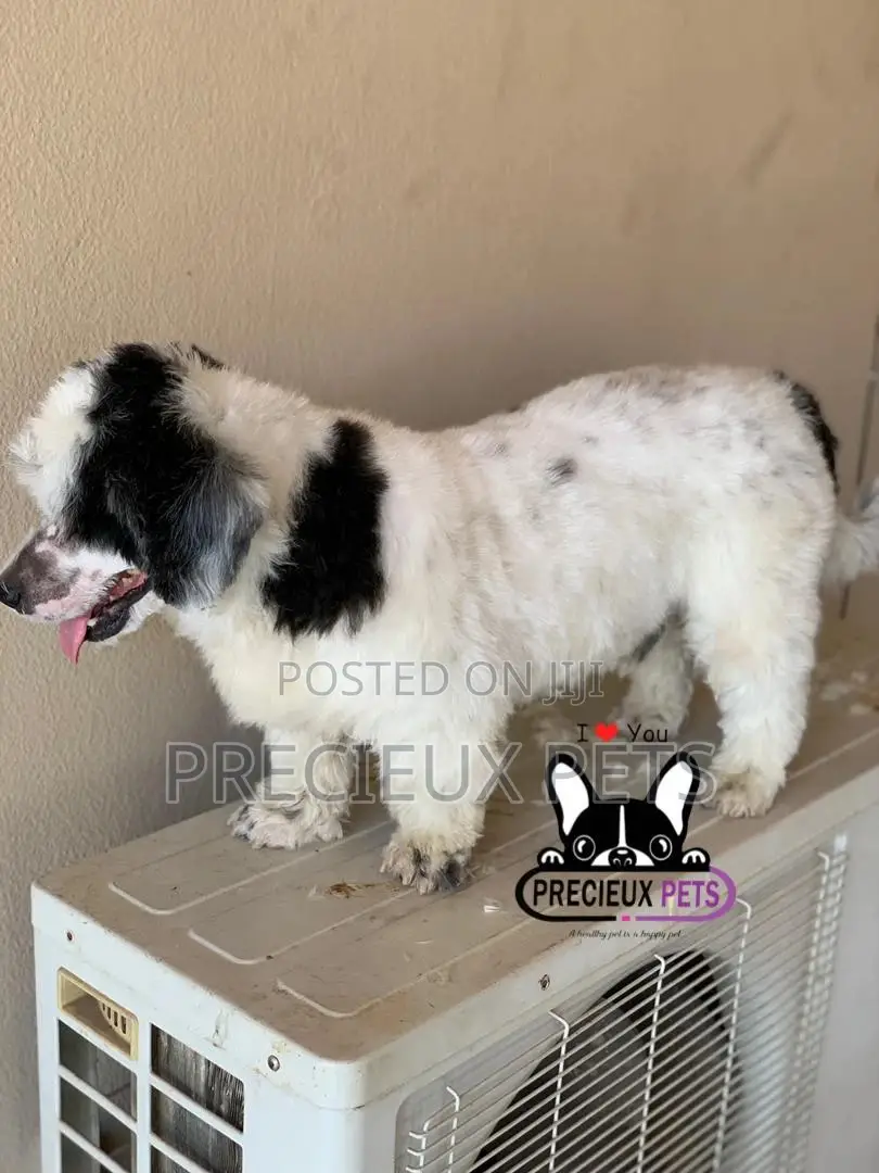 Grooming Service at Home