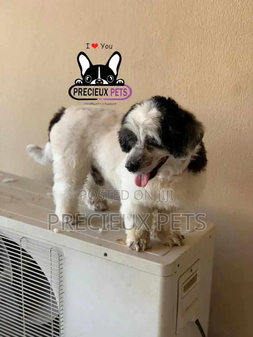 Grooming Service at Home