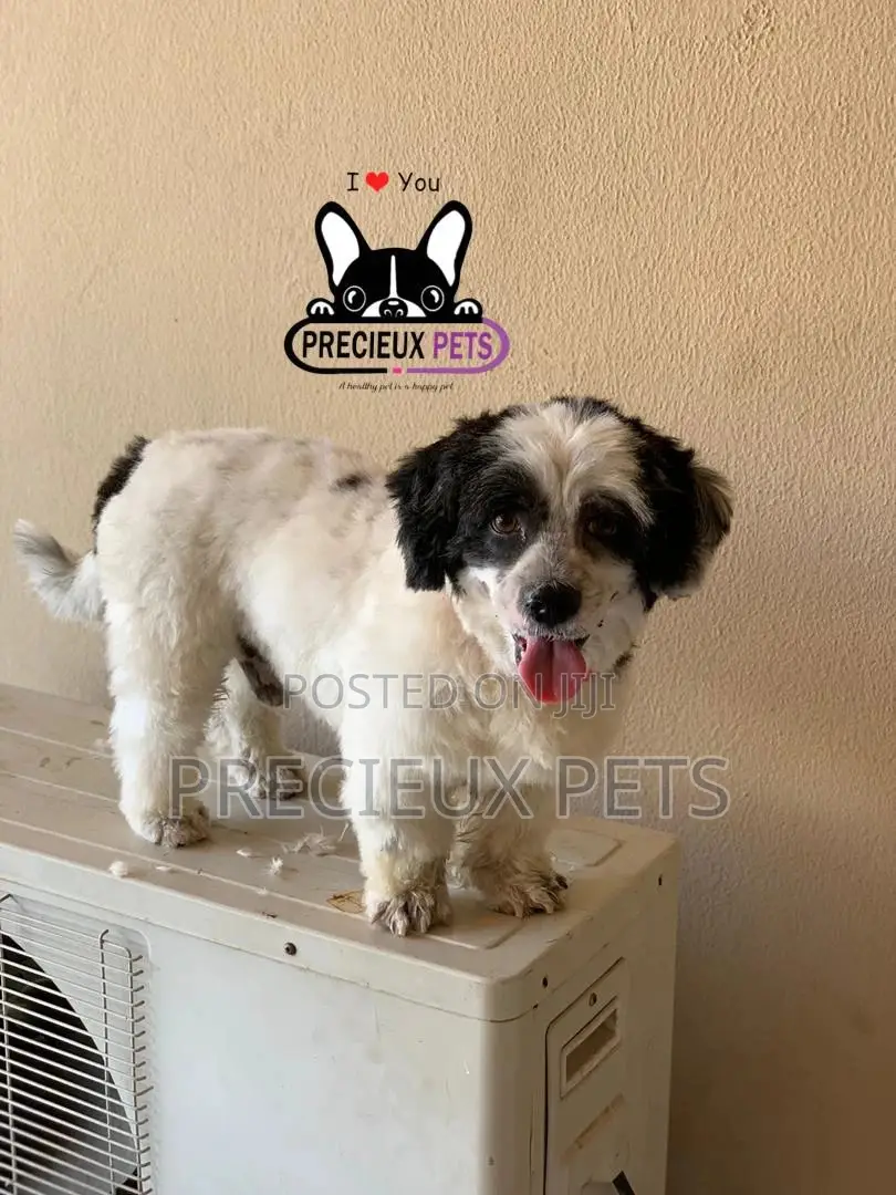 Grooming Service at Home