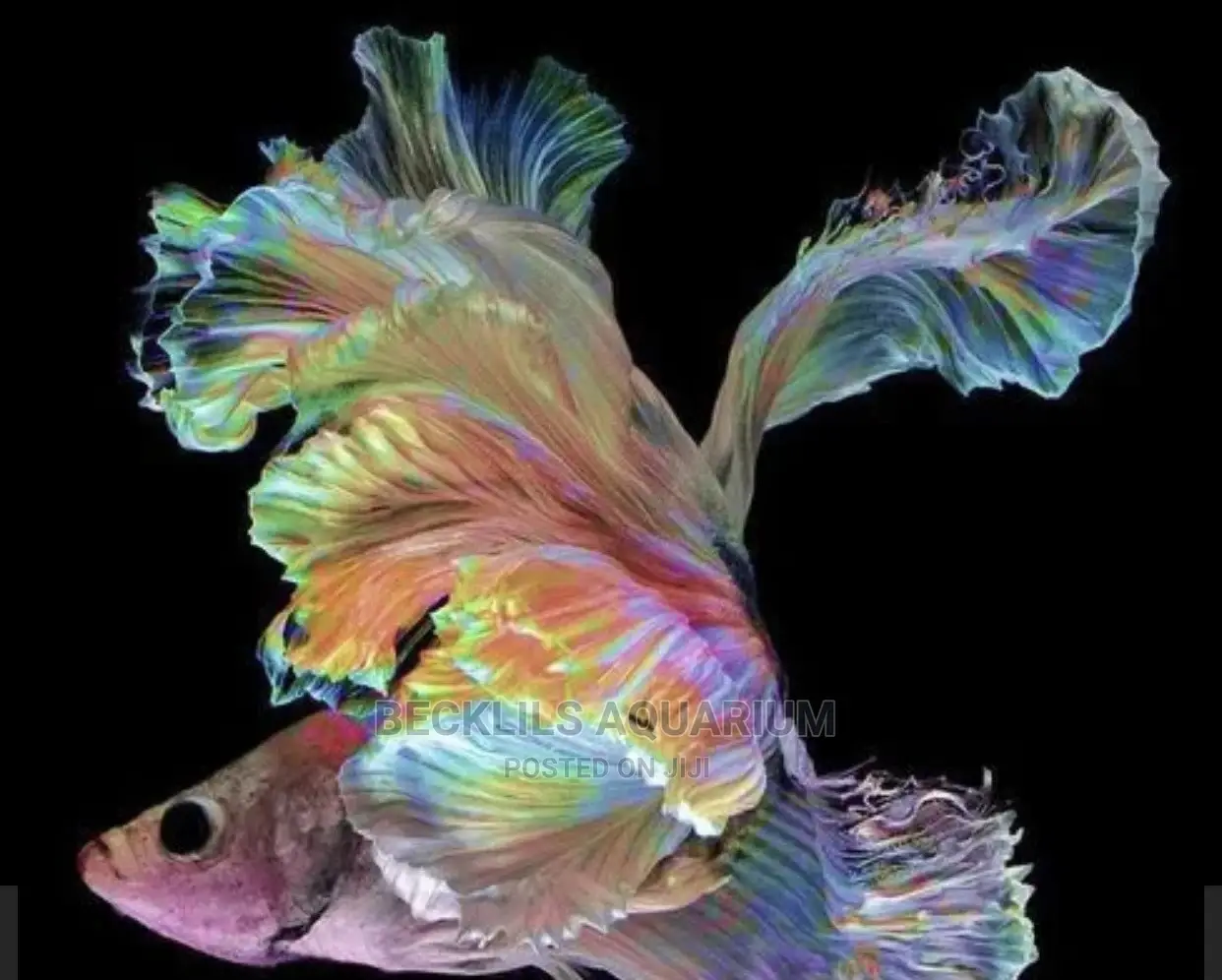 Betta Fish