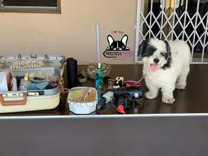Grooming Home Service for Toy Dogs